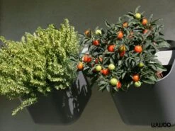 WWOO Designbeton-Outdoorküche Miles 11 WWOO Designbeton-Outdoorküche Miles -Broil King Geschaft kitchen garden 7